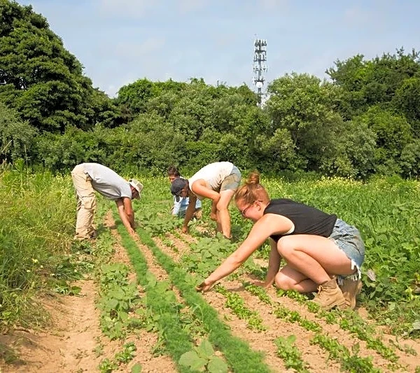 New York launches tariff relief program for farmers