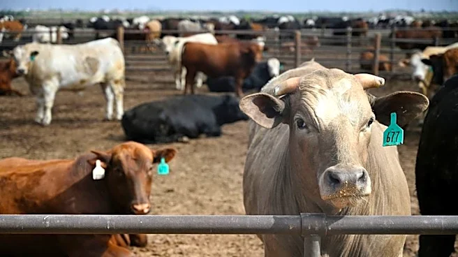 USDA reports unusually large US beef export sales, raising doubts over data