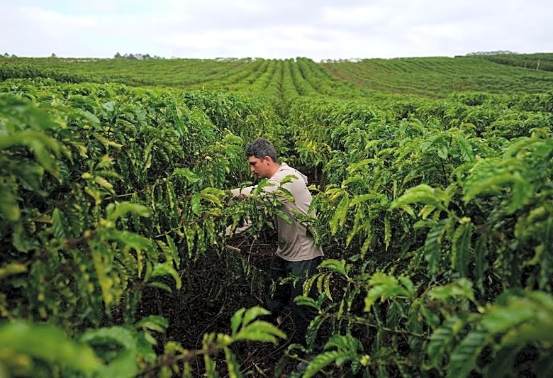 US coffee industry asks Trump to keep tariff exemption on Brazil beans