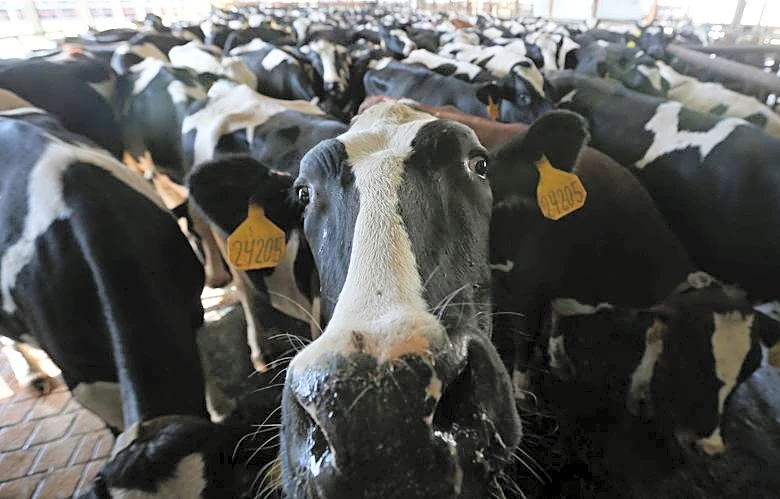 USDA lowers beef export sales by 90% amid growing doubts over data