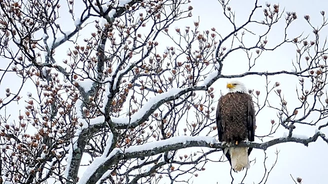 Trump administration rule weakens protections for threatened species