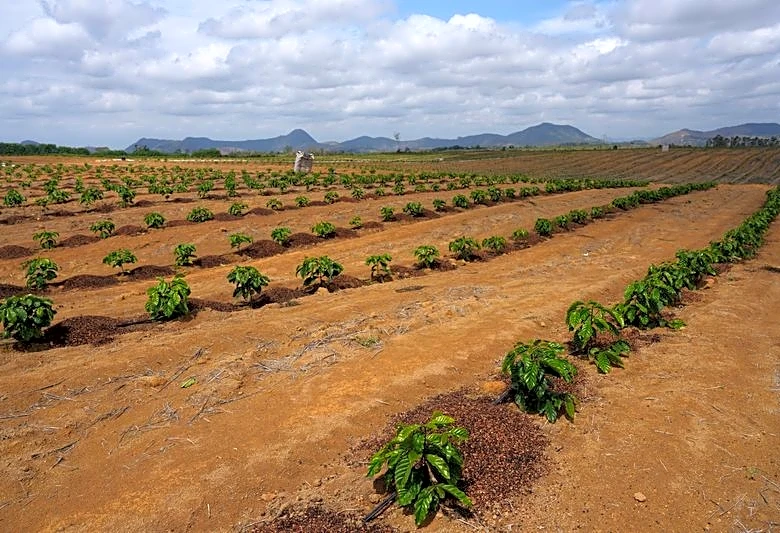 Brazil coffee faces El Niño headwinds, but crops more resilient
