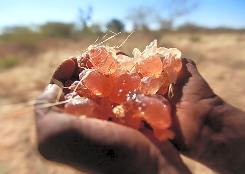 UN warns Sudan gum arabic trade helps sustain civil war