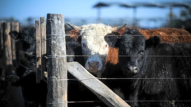 Heavier cattle, more markets: Argentine ranchers target beef exports