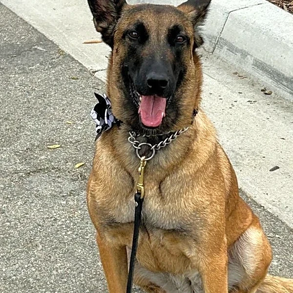 Soccer-World Cup working dogs sniff out threats, send security signal