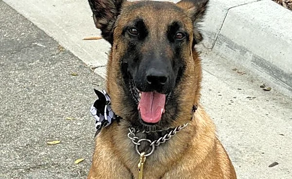 Soccer-World Cup working dogs sniff out threats, send security signal