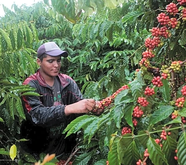 US coffee drinkers could pay more if Trump punishes Nicaragua's election ban