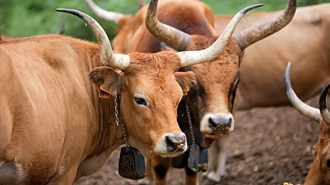 In wildfire-ravaged Spain, farmers revive native sheep and cows to graze on flammable plants