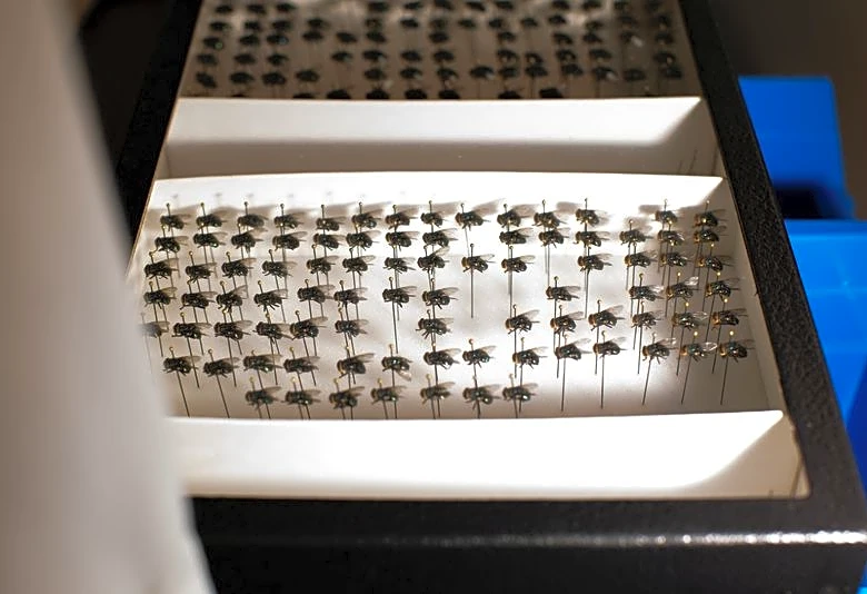 US tests GMO flies in rush to fight flesh-eating livestock pest