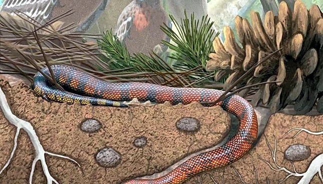 Dinosaur-era fossil provides insight into snake evolution