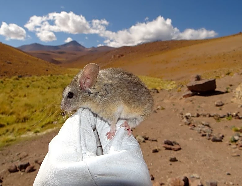 Andean leaf-eared mouse adapts to an unrivalled high life