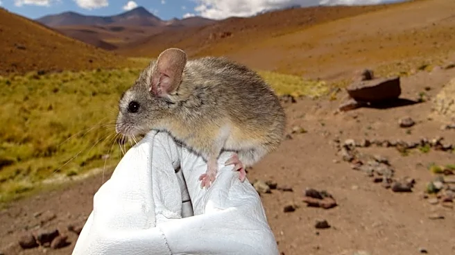 Andean leaf-eared mouse adapts to an unrivalled high life