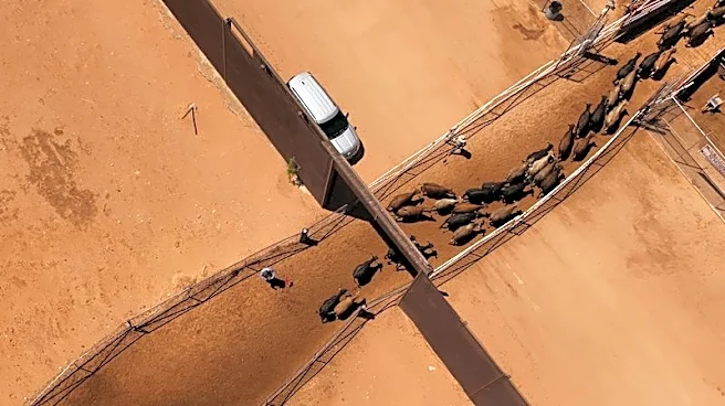 US to lift ban on imports of Mexican cattle, WSJ reports