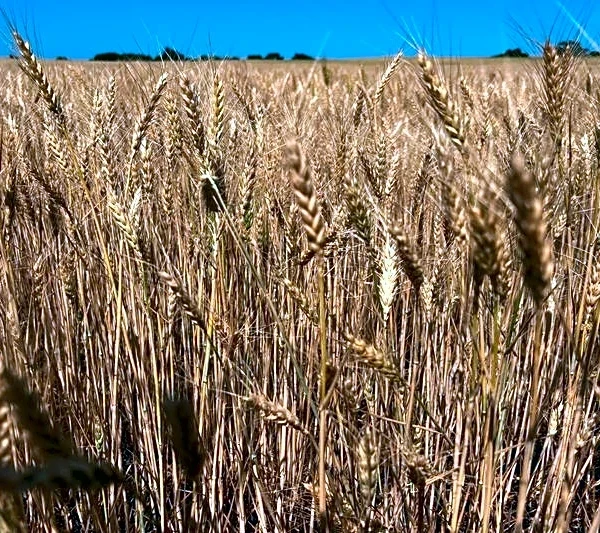 US wheat rises on Black Sea disruptions