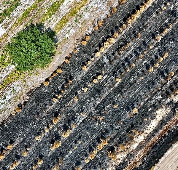 Three Greek firefighters killed as wildfires strike further east in Europe