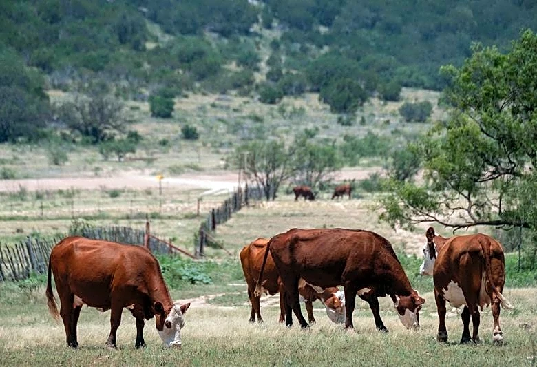 USDA to fund Arizona facility to fight flesh-eating livestock pest