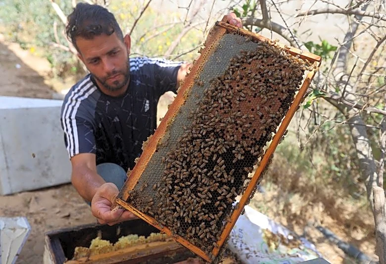 With fields destroyed and hives lost, Gaza's beekeepers struggle to start over
