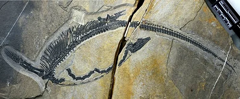 Chinese fossil shows internal organs of prehistoric marine reptile