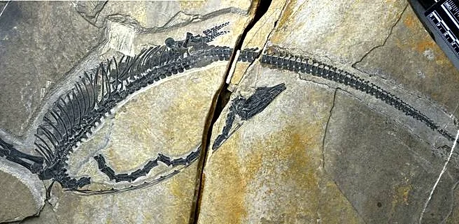 Chinese fossil shows internal organs of prehistoric marine reptile