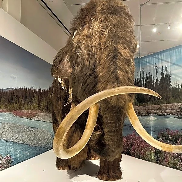 Study shows prehistoric people targeted female mammoths