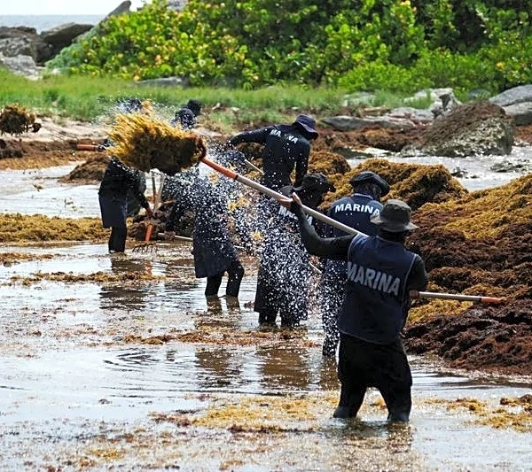 Explainer-As sargassum seaweed piles up, Caribbean bets on boats, barriers and biofuel
