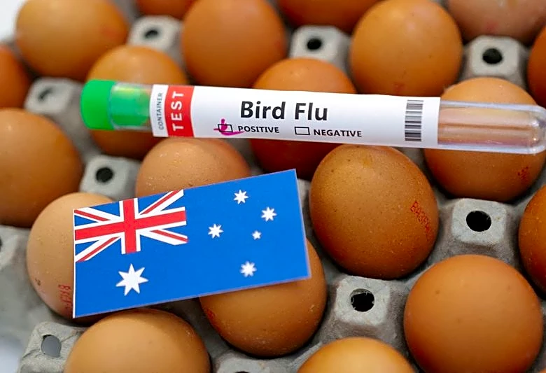 Australia confirms first mass death of seabirds from H5N1 bird flu