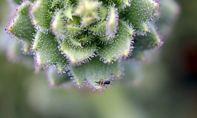 Mountain flower from China joins the world's carnivorous plant club