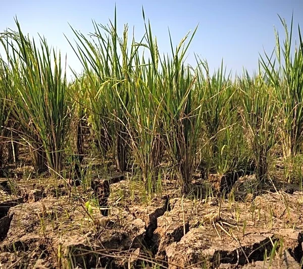 Strong El Niño could push 49 million more people into acute hunger, UN agency says