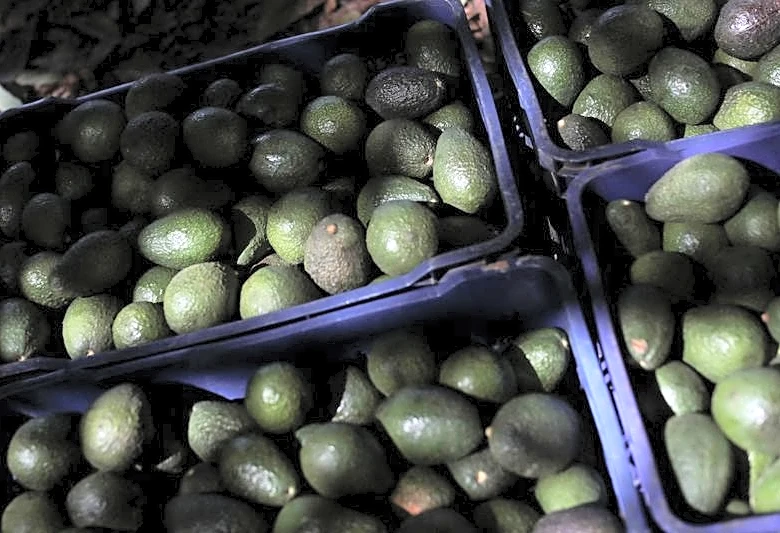 US halts avocado export inspections in Mexico's Michoacan over security alert