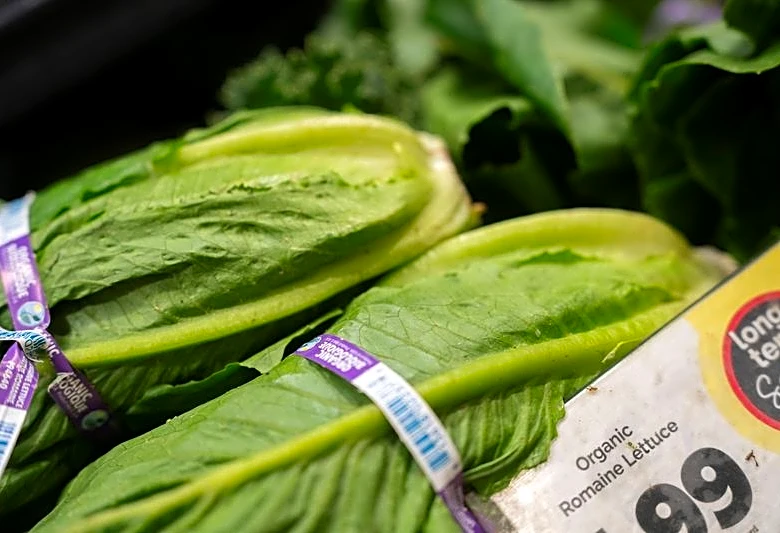 Michigan eases lettuce advice as state health department says cyclosporiasis reports decline