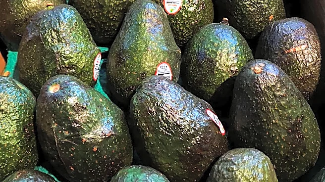 Mexico avocado group says US inspection halt unlikely to disrupt supply