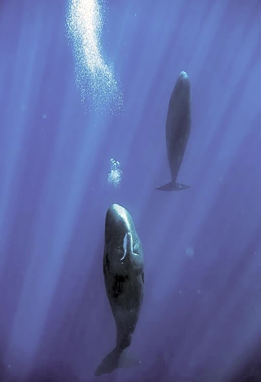 Blowing bubbles helps resting sperm whales avoid floating to the surface