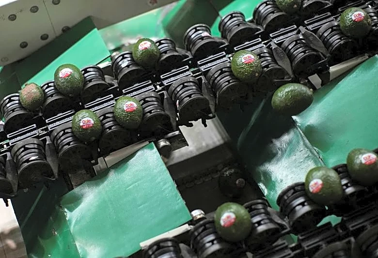 US to partially restart activities in Mexico's avocado hub