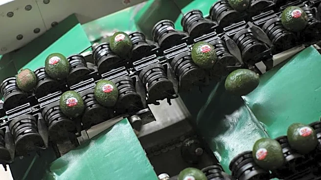 US to partially restart activities in Mexico's avocado hub
