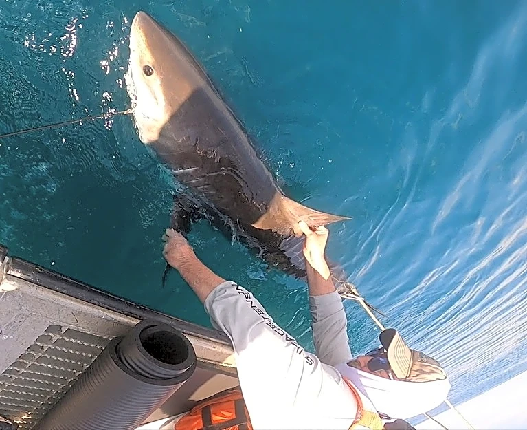 Scientists turn to sharks to improve hurricane predictions