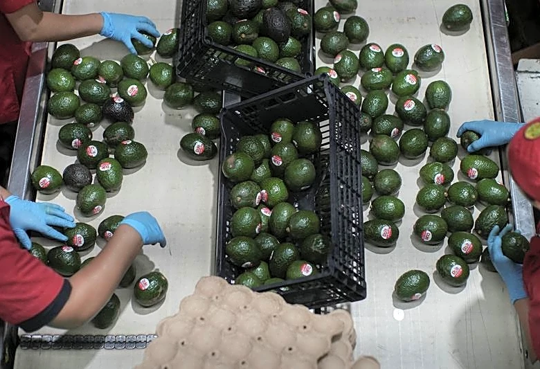 US fully restarts activities in Mexico's avocado hub after security scare
