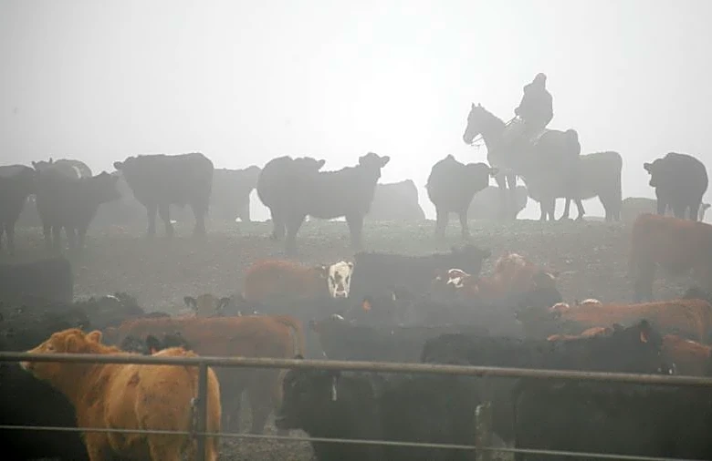 Tyson Foods will close or sell three US beef facilities as industry struggles
