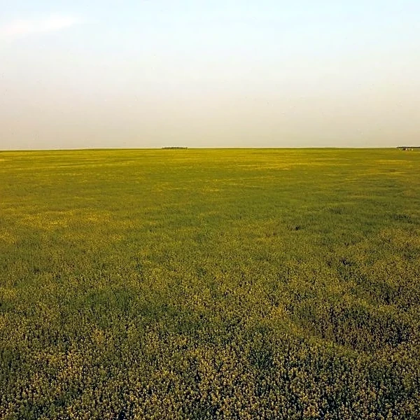 Canadian farmers fight heavy disease threat as harvest approaches