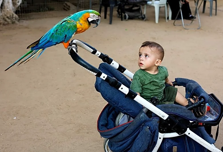 At a Gaza zoo, war takes its toll on the animals