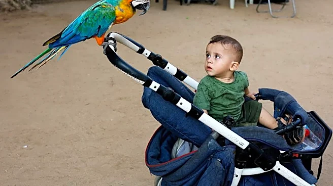 At a Gaza zoo, war takes its toll on the animals