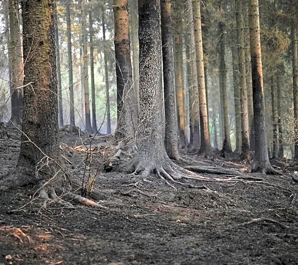 Climate damage: the next hit to Europe's public finances