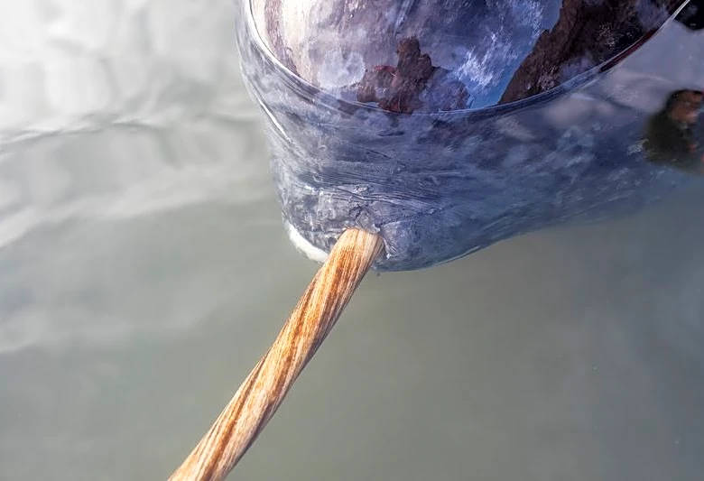 3D X-ray imaging unlocks the secrets of the narwhal's spiral tusk