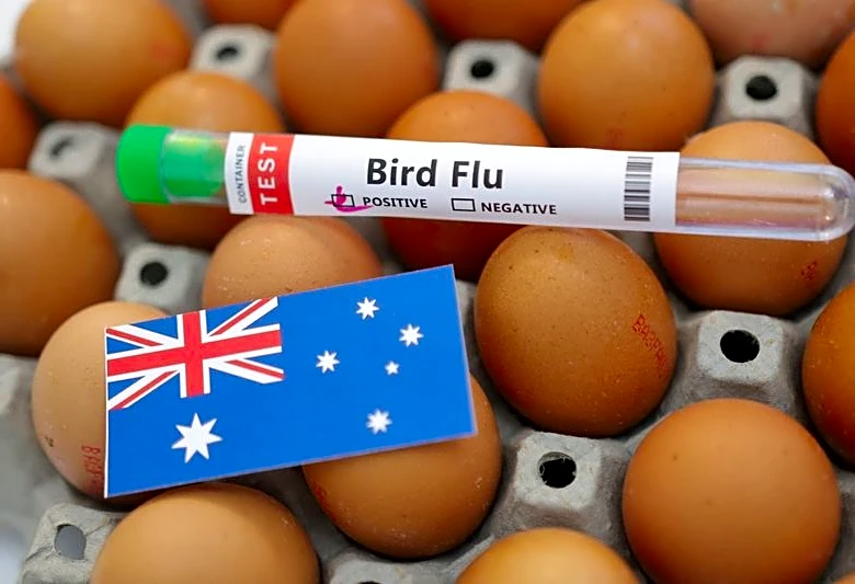Australia confirms first H5N1 bird flu case in local mammal