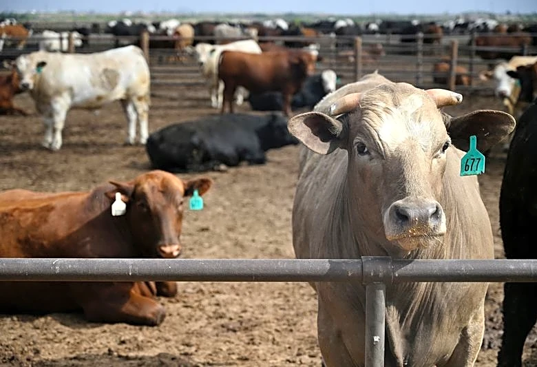 Trump says he will look at beef processing regulations, as farmers fight tariff plan