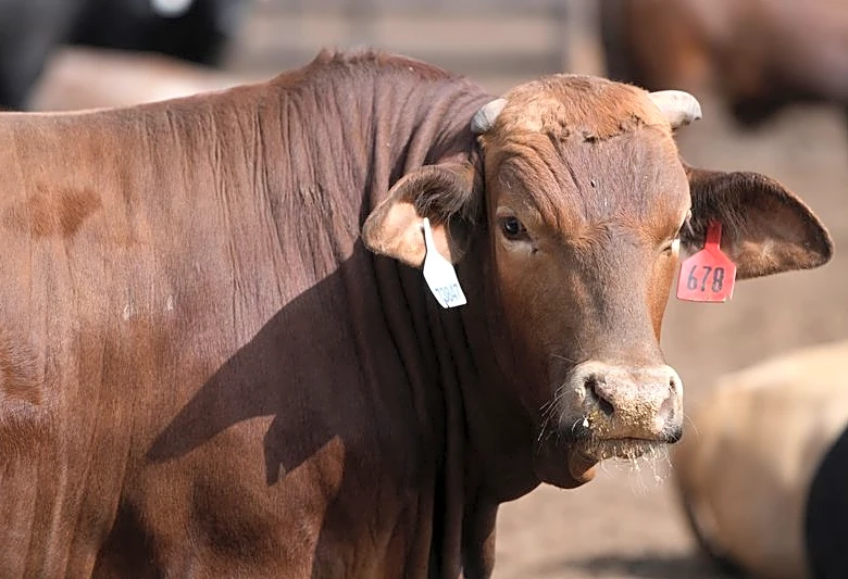 Trump signs order expanding imports to lower 'unreasonably' high beef prices