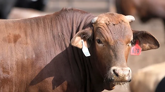Trump signs order expanding imports to lower 'unreasonably' high beef prices
