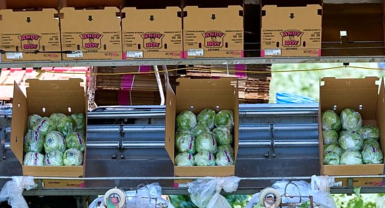 US widens lettuce-related cyclosporiasis probe to 20 states