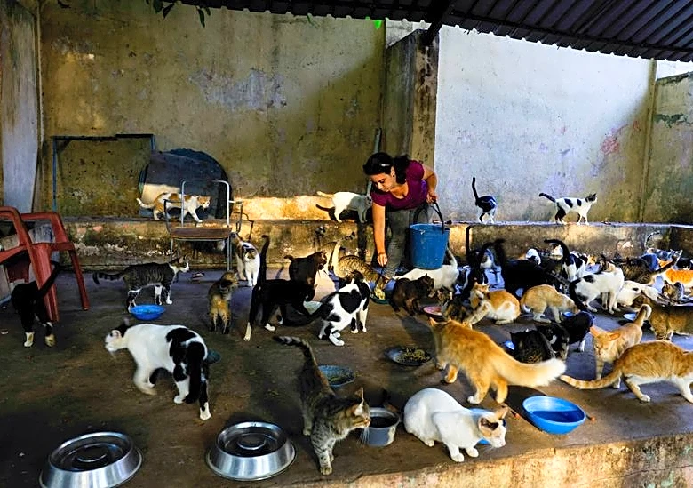 Even Cuba's stray cats are feeling the heat as crisis deepens