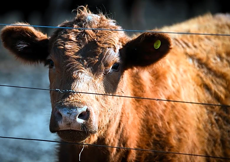 Argentina beef exports to US face test from Trump proposal