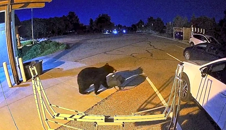 Hungry bears wander into US West homes, shops in record numbers